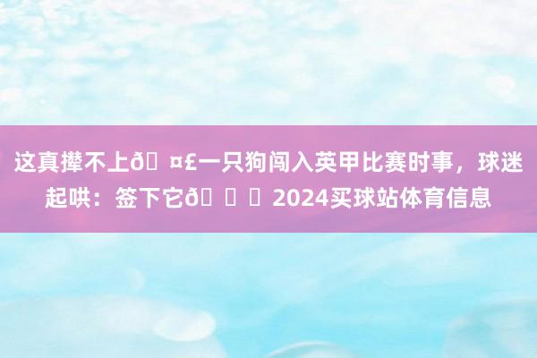 这真撵不上🤣一只狗闯入英甲比赛时事，球迷起哄：签下它😂2024买球站体育信息